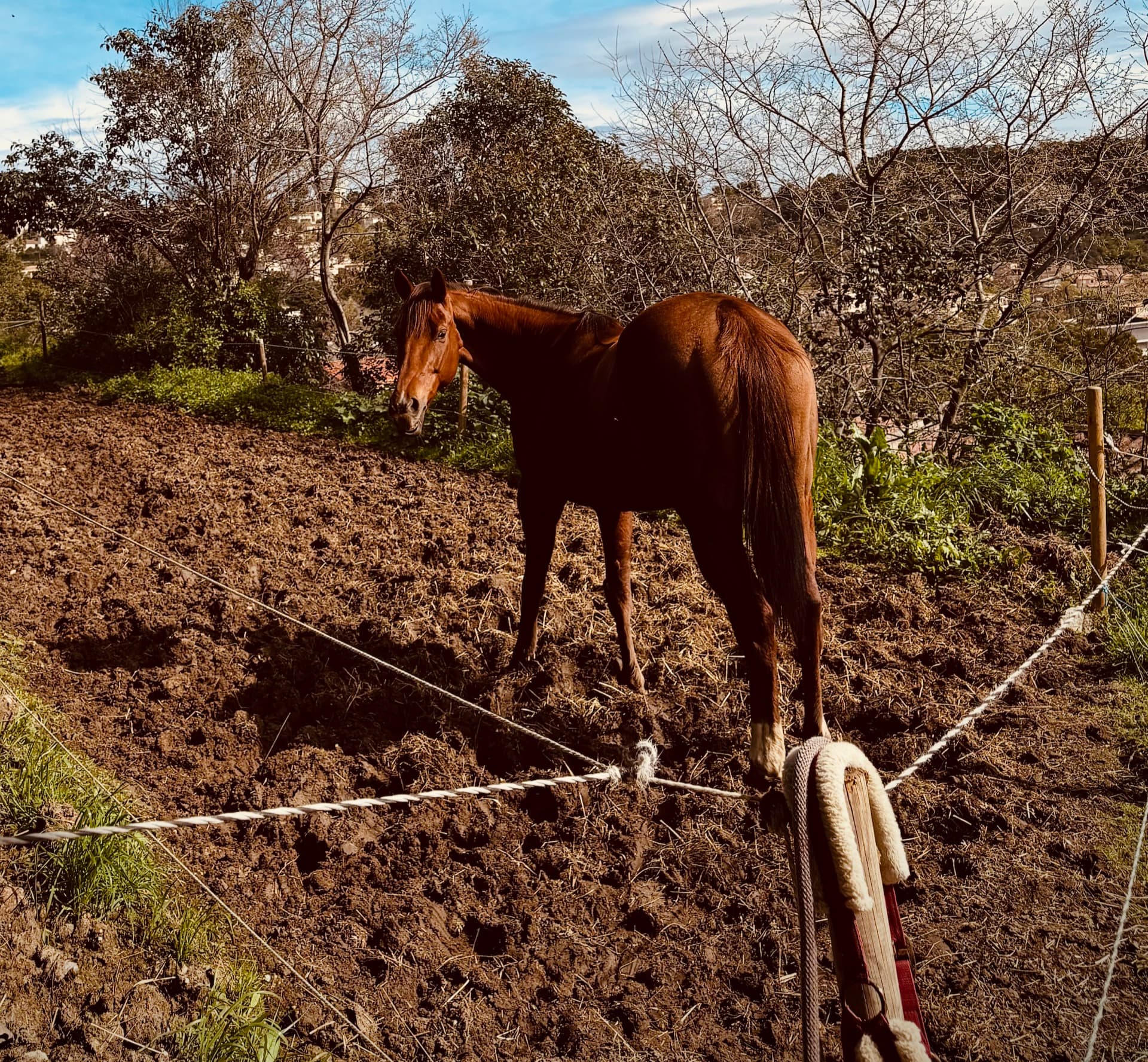Chevaux
