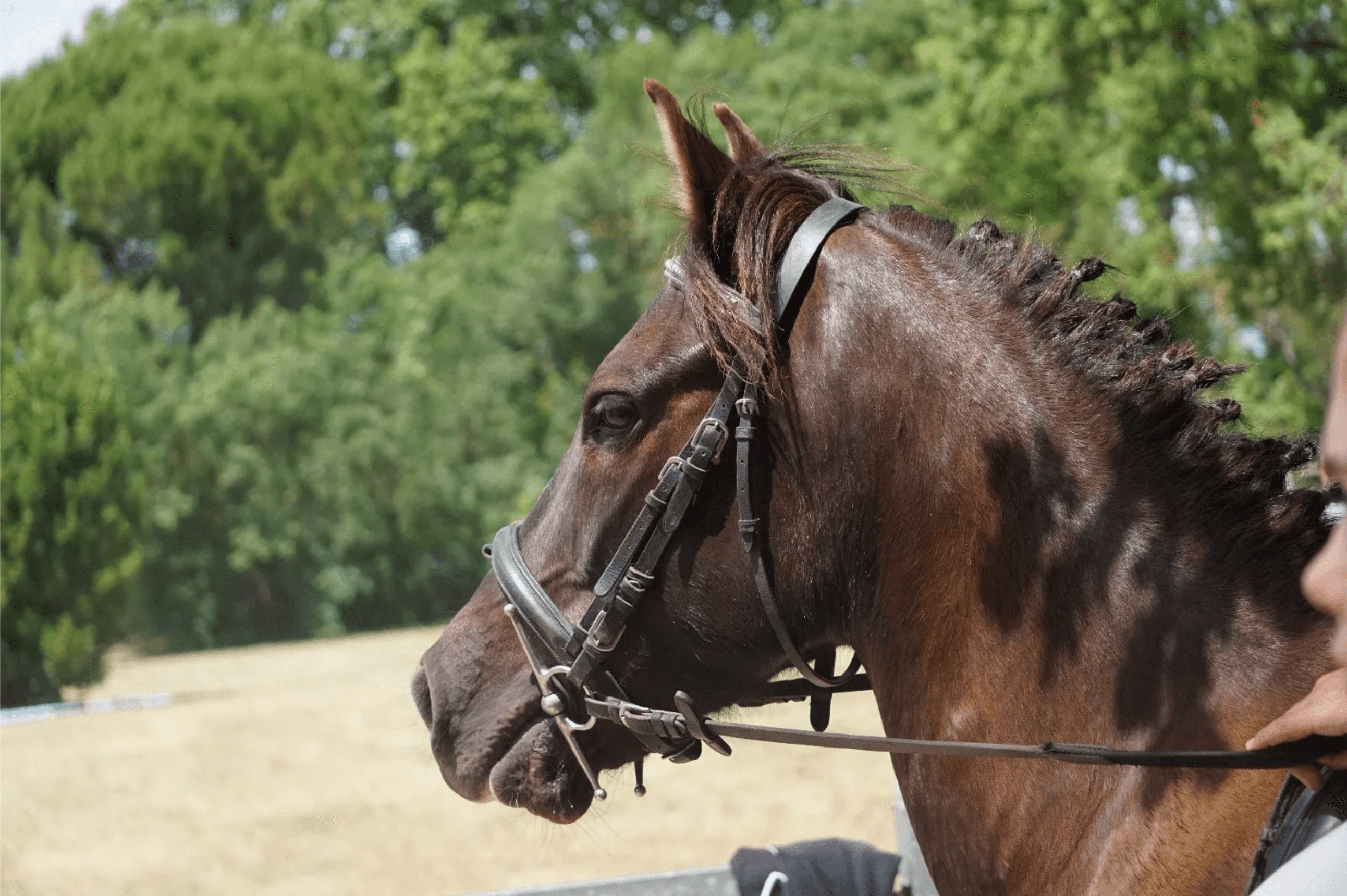 Poneys B, C et Poneys D